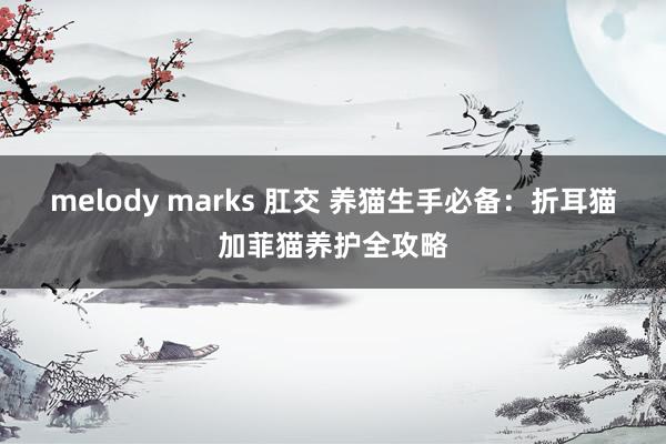 melody marks 肛交 养猫生手必备：折耳猫加菲猫养护全攻略